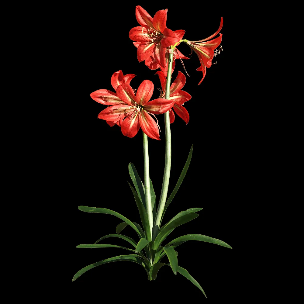 decoration – Hippeastrum rutilum 2 3ds Max