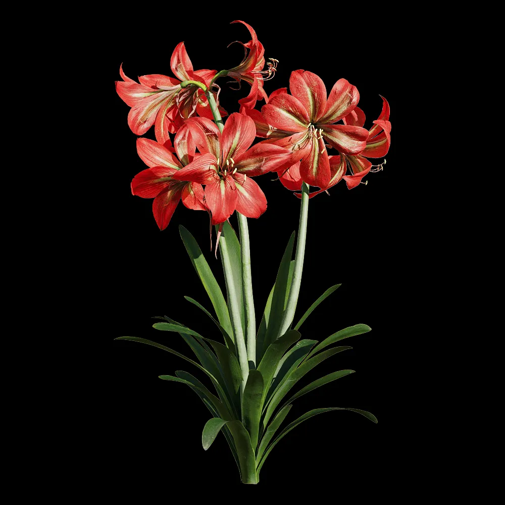 decoration – Hippeastrum rutilum 3 3ds Max