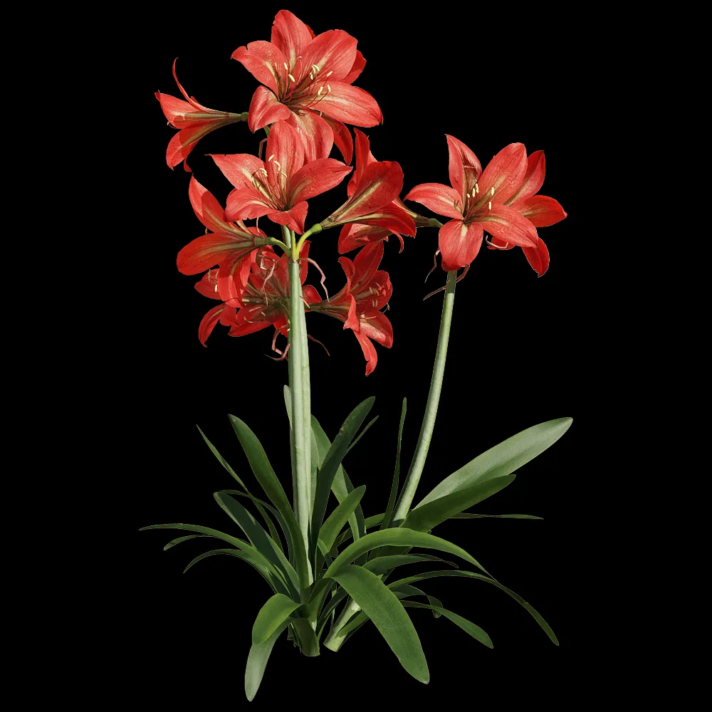 decoration – Hippeastrum rutilum 4 3ds Max