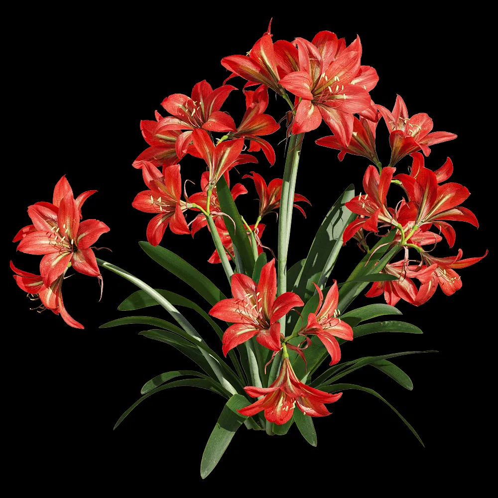 decoration – Hippeastrum rutilum 5 3ds Max