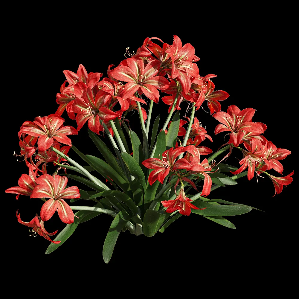 decoration – Hippeastrum rutilum 6 3ds Max