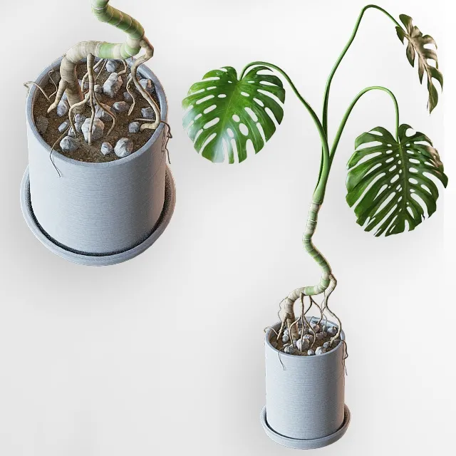 decoration – Home plant 3ds Max