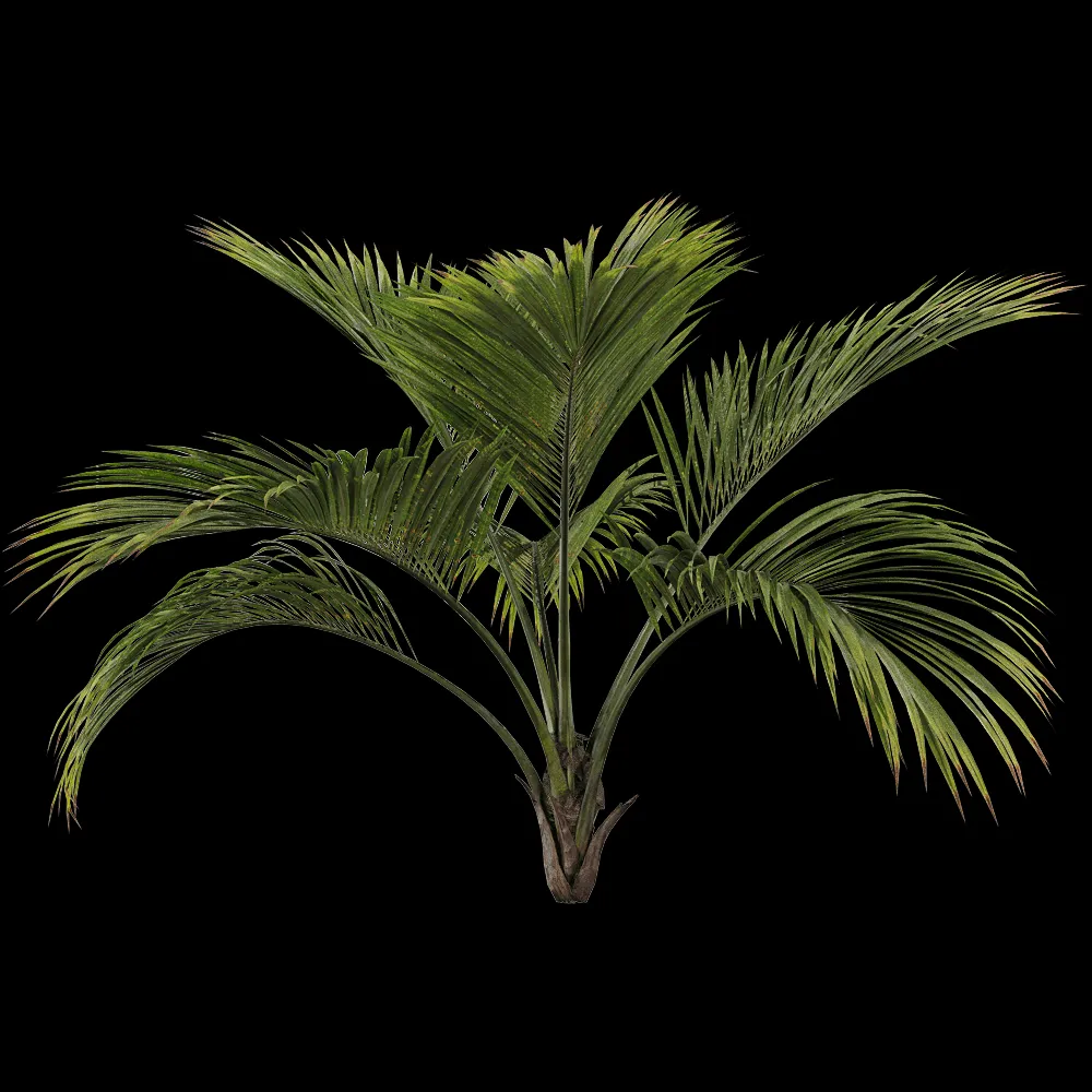 decoration – Howea belmoreana 1 3ds Max