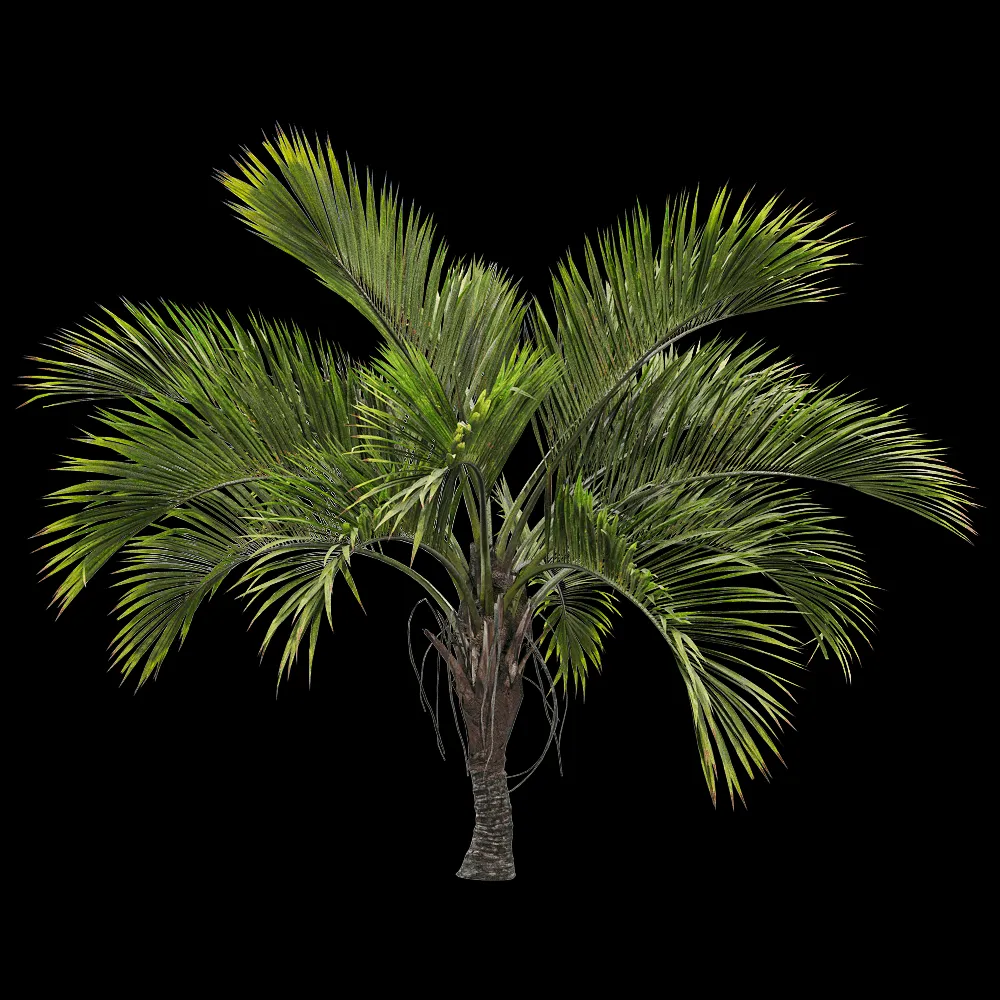 decoration – Howea belmoreana 2 3ds Max
