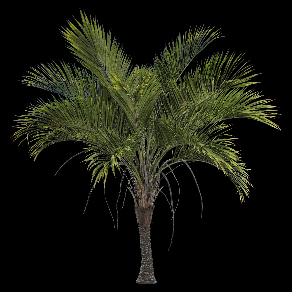 decoration – Howea belmoreana 3 3ds Max