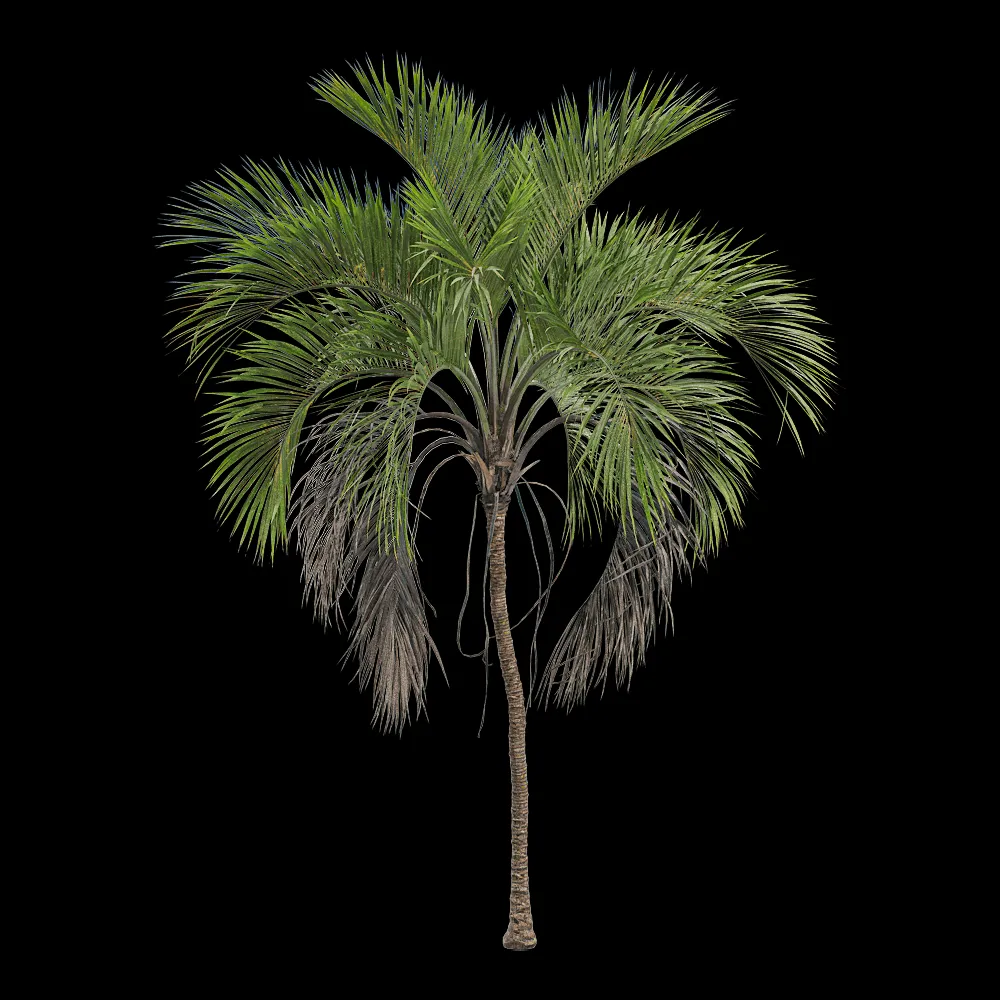 decoration – Howea belmoreana 4 3ds Max