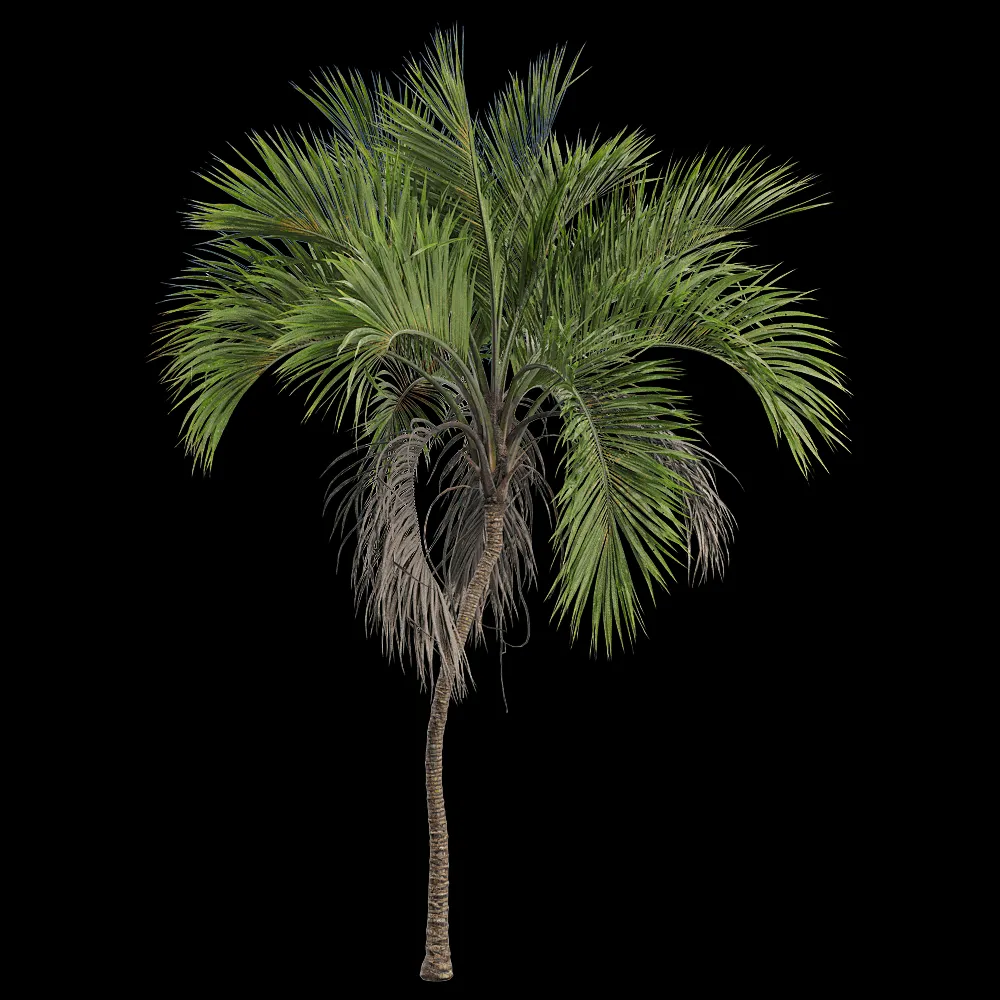decoration – Howea belmoreana 5 3ds Max