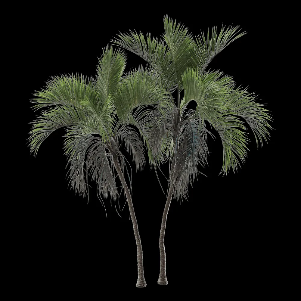 decoration – Howea Belmoreana 6 3ds Max