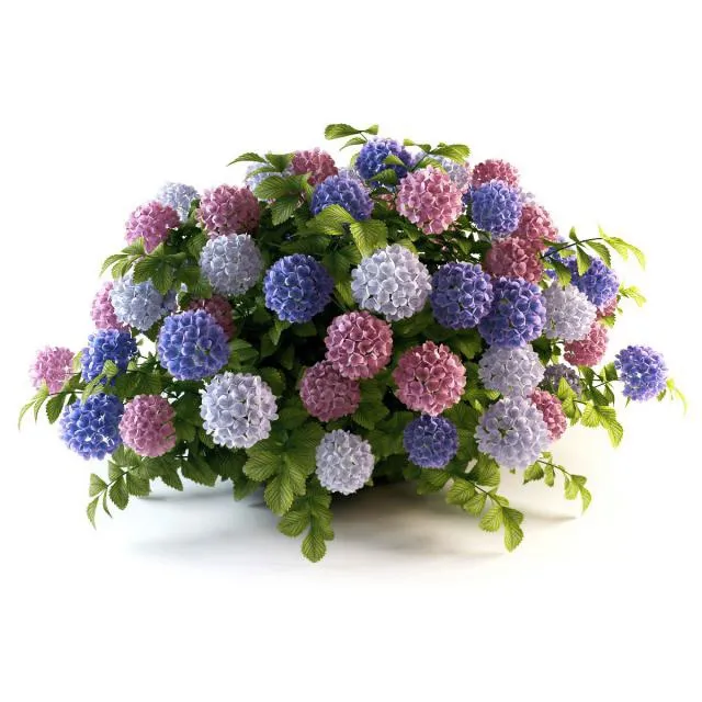 decoration – Hydrangea cluster 3ds Max