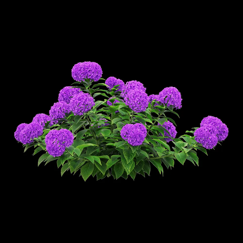 decoration – Hydrangea macrophylla 2 3ds Max