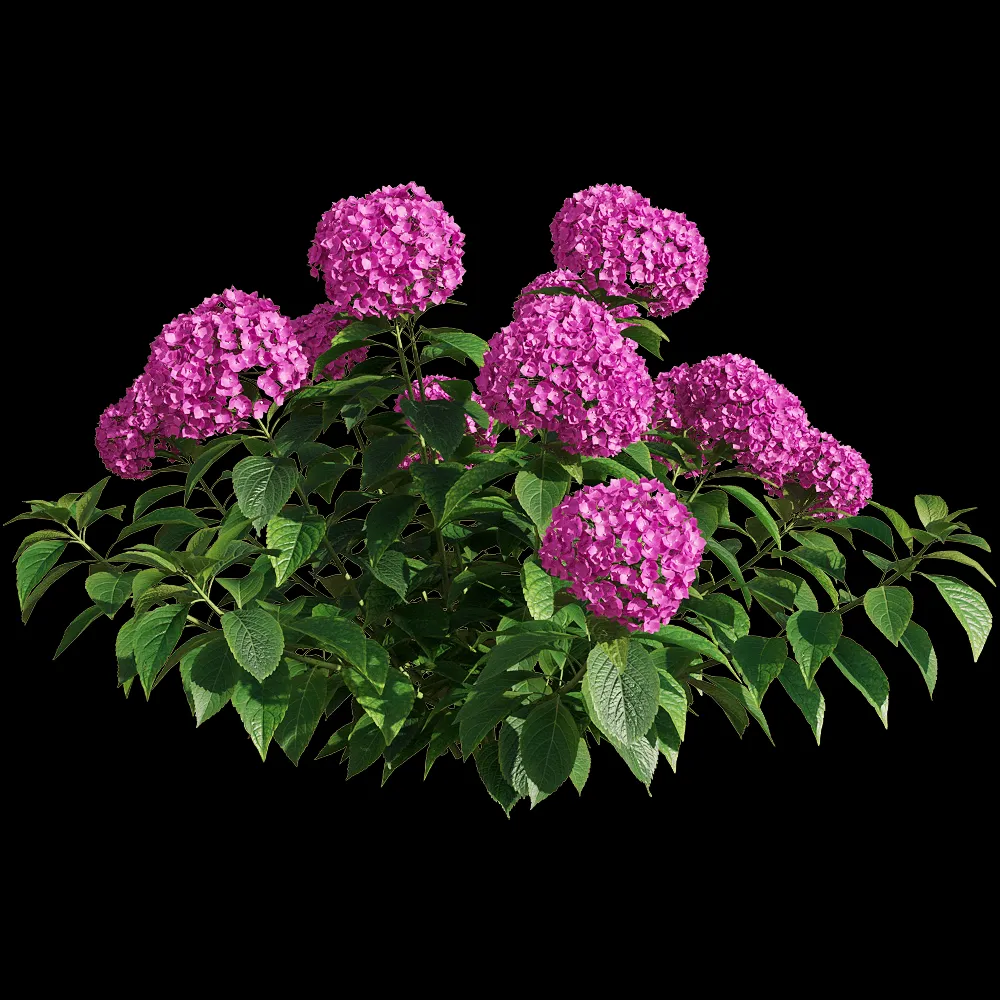 decoration – Hydrangea macrophylla 3 3ds Max