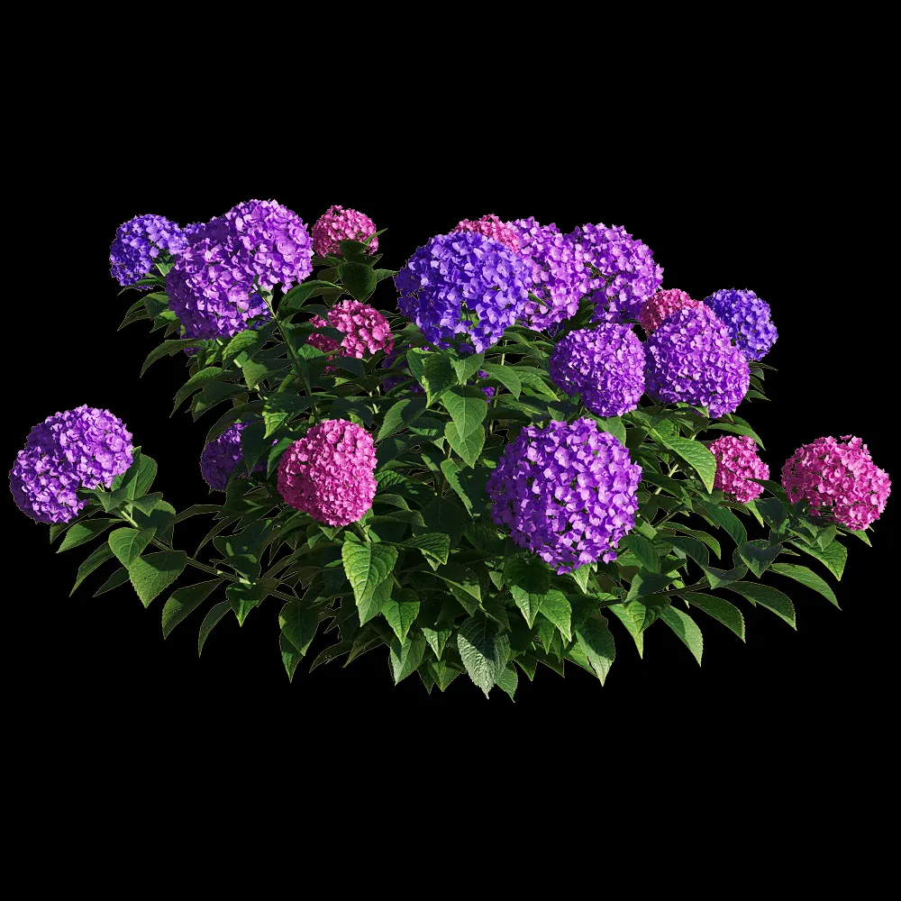 decoration – Hydrangea macrophylla 4 3ds Max