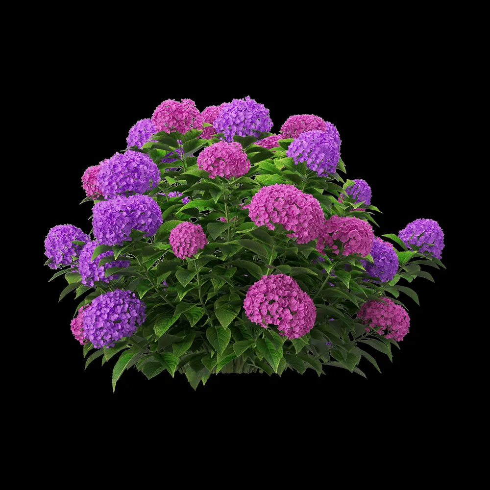 decoration – Hydrangea macrophylla 5 3ds Max