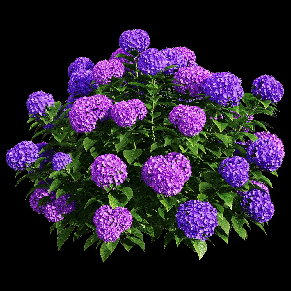 decoration – Hydrangea macrophylla 6 3ds Max