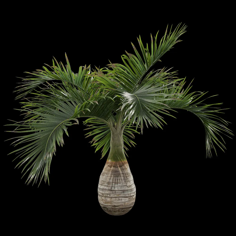 decoration – Hyophorbe lagenicaulis 1 3ds Max