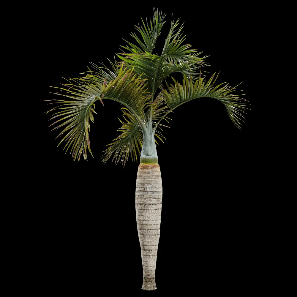 decoration – Hyophorbe lagenicaulis 2 3ds Max