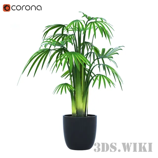 decoration – Indoor plants palm 3ds Max