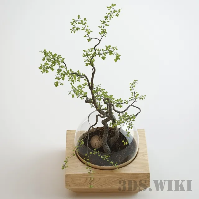 decoration – Indoor small plant tree 3ds Max