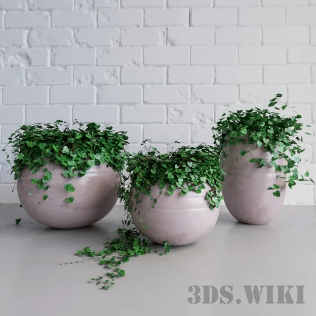 decoration – Ivy – Houseplants in pots 3ds Max