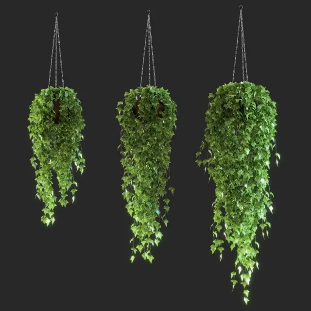 decoration – Ivy in the pot 3ds Max