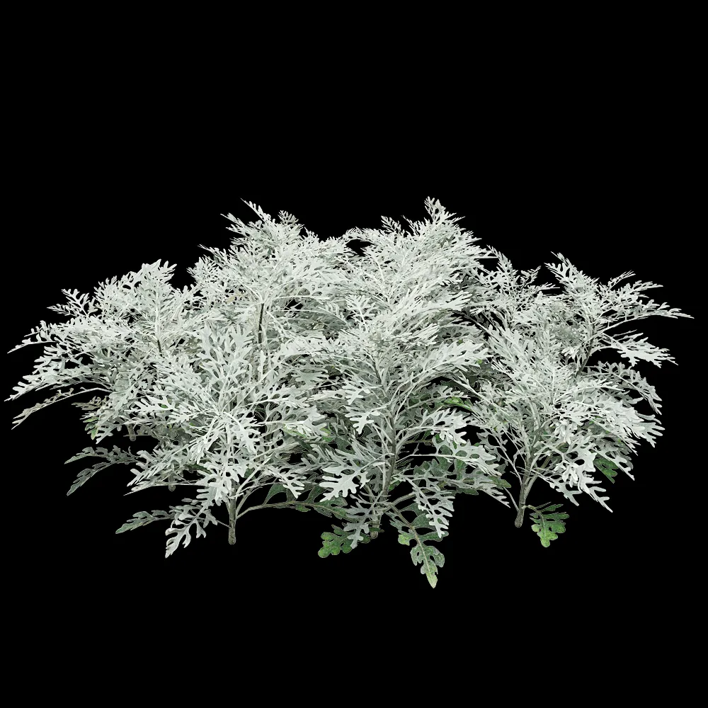 decoration – Jacobaea Maritima 05 3ds Max