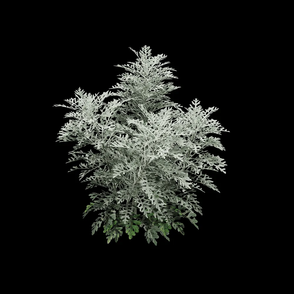 decoration – Jacobaea maritima 1 3ds Max