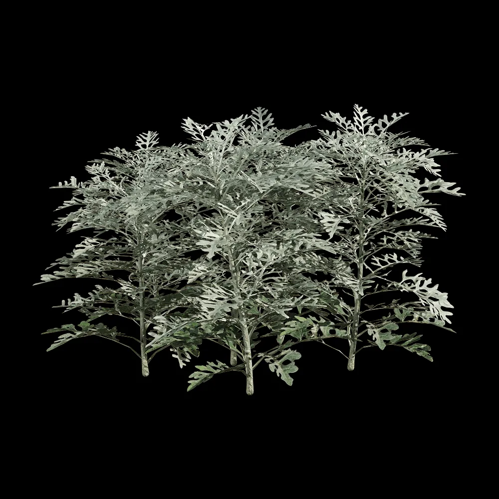 decoration – Jacobaea maritima 6 3ds Max