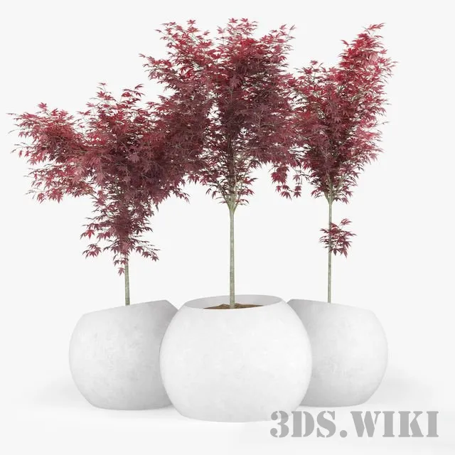 decoration – Japanese Maple Concrete planter 3ds Max