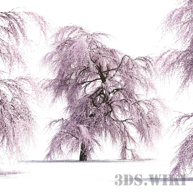 decoration – Japanese tree Sakura 3ds Max