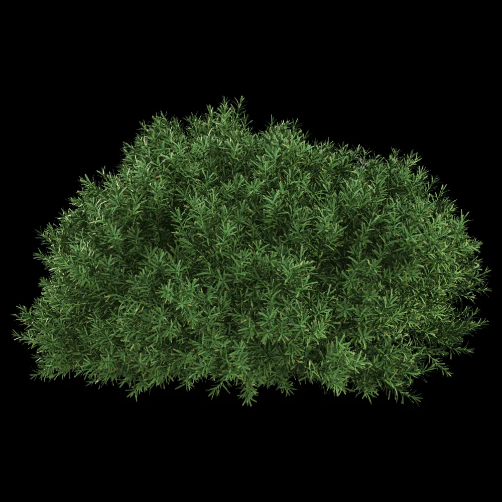 decoration – Juniperus communis 01 03 3ds Max