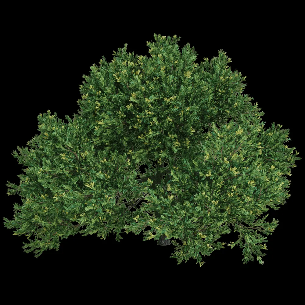 decoration – Juniperus occidentalis Rheingold 01 01 3ds Max