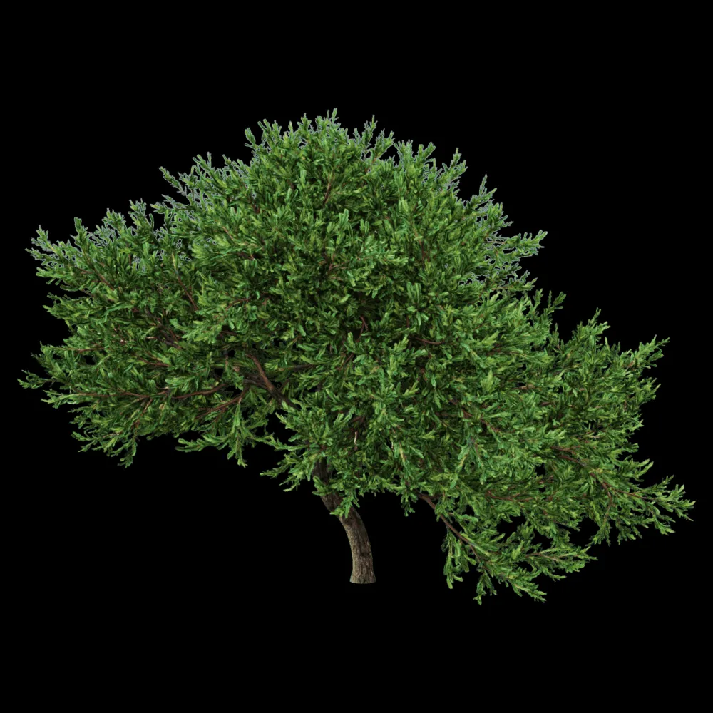 decoration – Juniperus occidentalis Rheingold 01 02 3ds Max