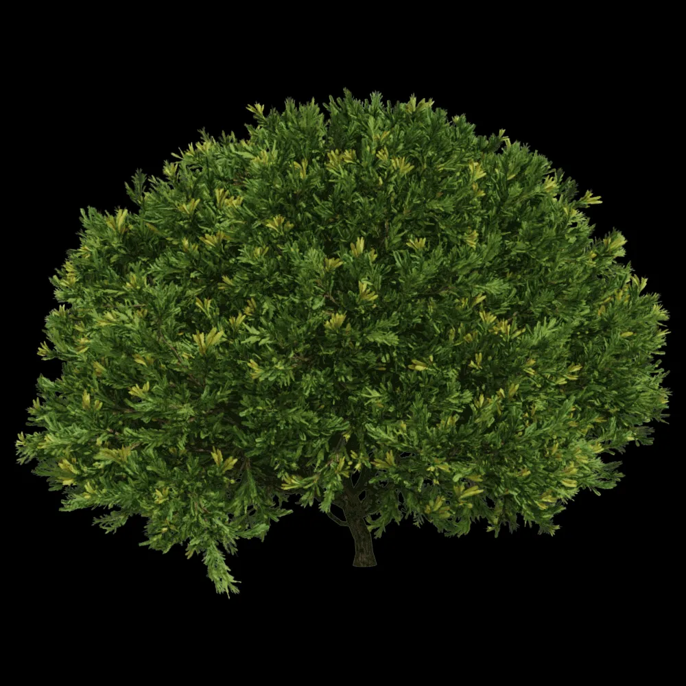 decoration – Juniperus occidentalis Rheingold 01 03 3ds Max