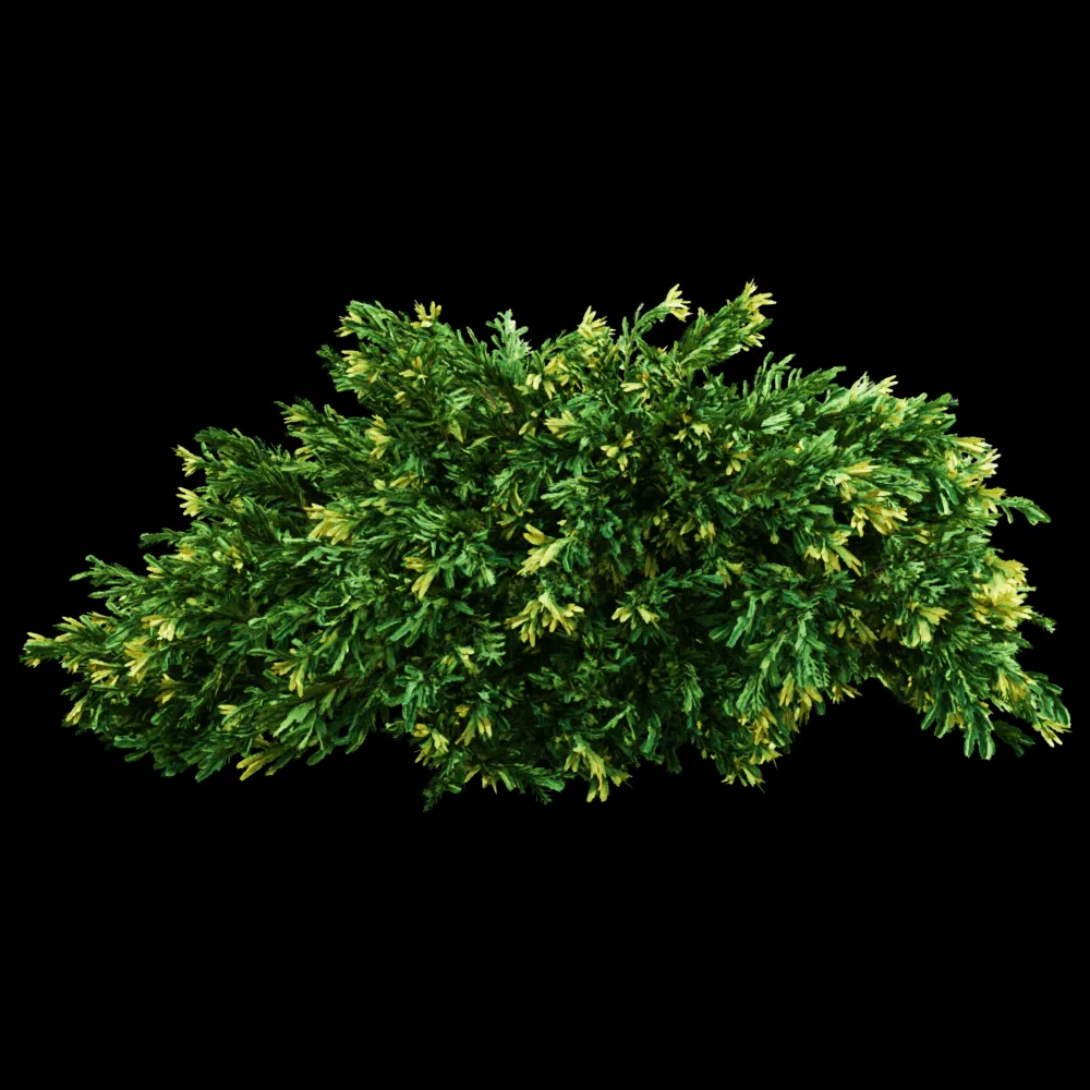 decoration – Juniperus occidentalis Rheingold 01 04 3ds Max