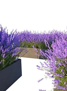 decoration – Lavender in Cubes 04 3ds Max