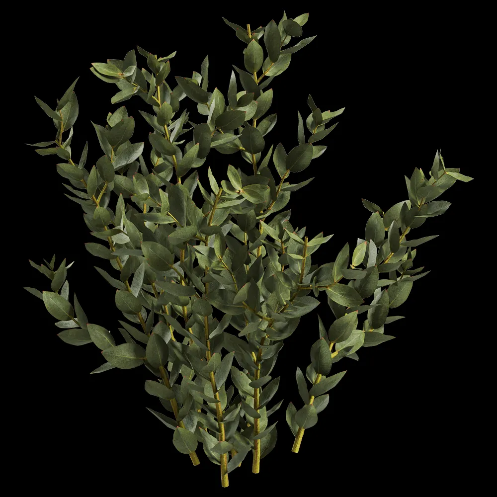 decoration – Leucadendron Discolor 01 04 3ds Max