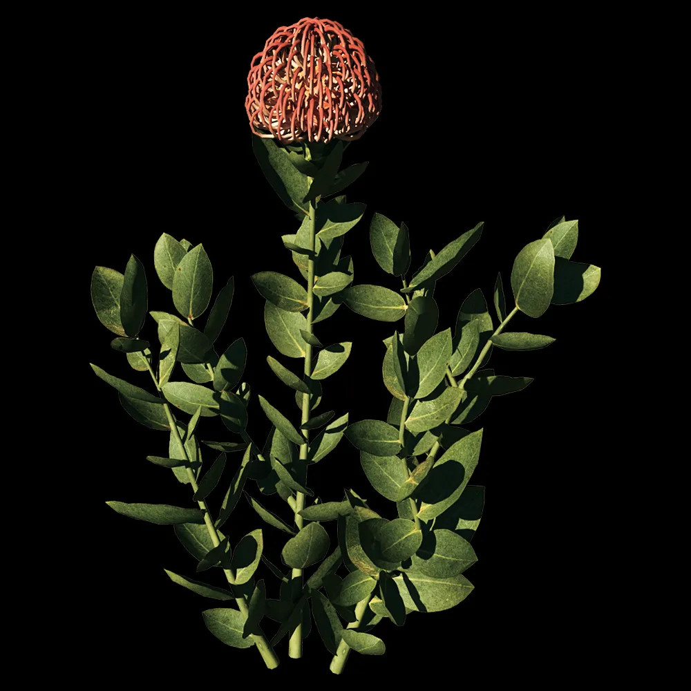 decoration – Leucospermum Cordifolium 01 01 3ds Max