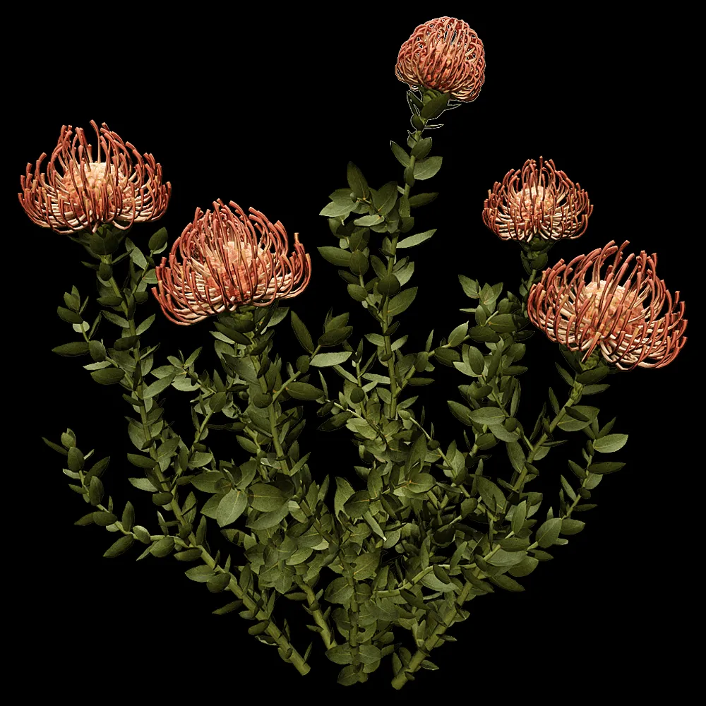decoration – Leucospermum Cordifolium 01 02 3ds Max