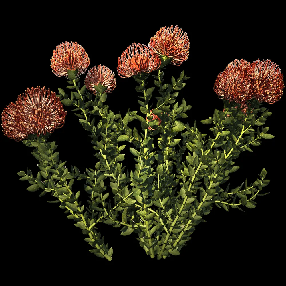decoration – Leucospermum Cordifolium 01 03 3ds Max