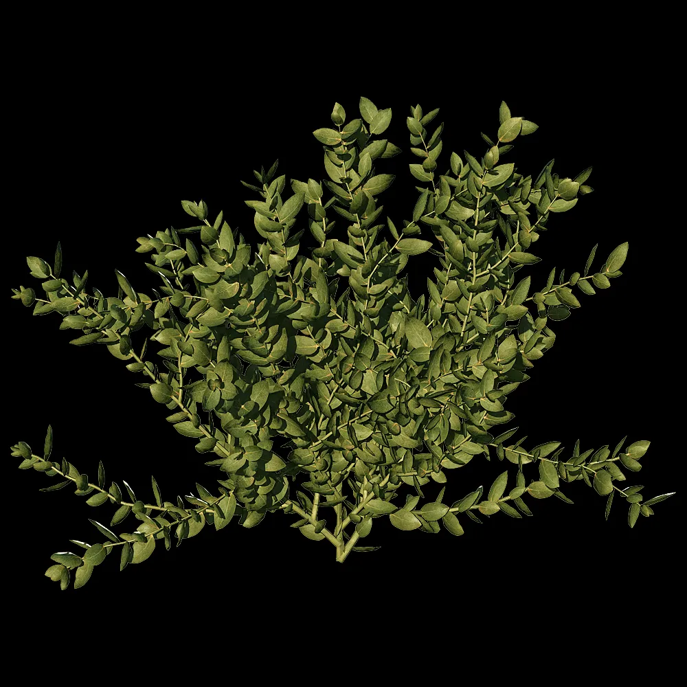 decoration – Leucospermum Cordifolium 01 04 3ds Max