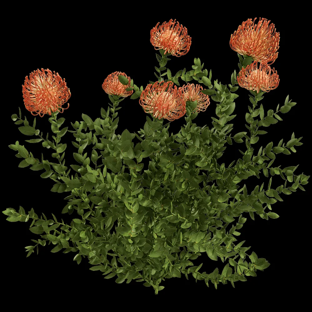 decoration – Leucospermum Cordifolium 01 05 3ds Max