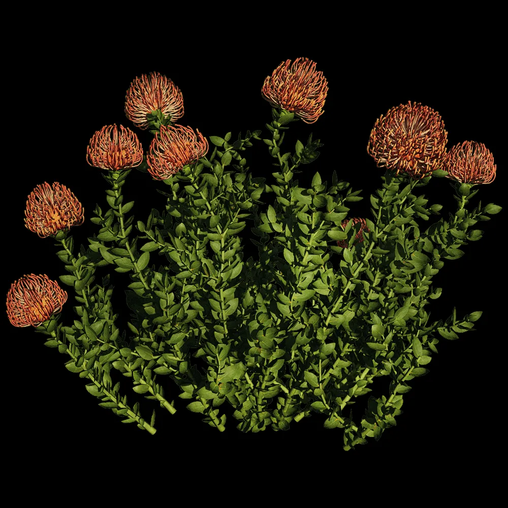 decoration – Leucospermum Cordifolium 01 06 3ds Max