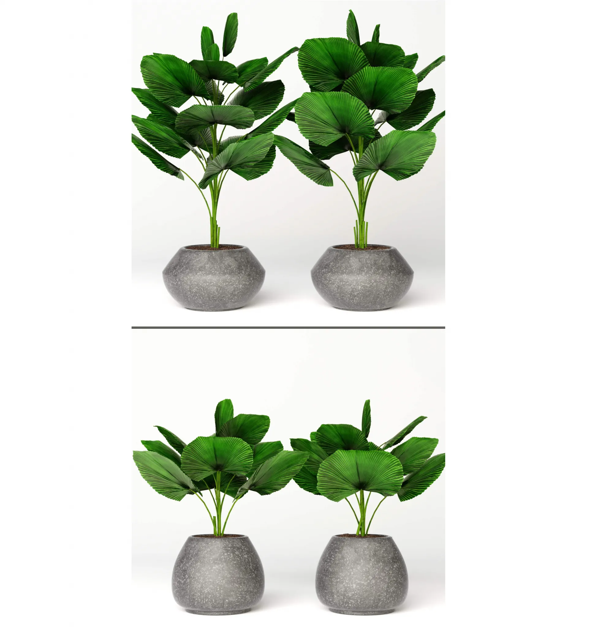 decoration – Licuala orbicularis 2 3ds Max