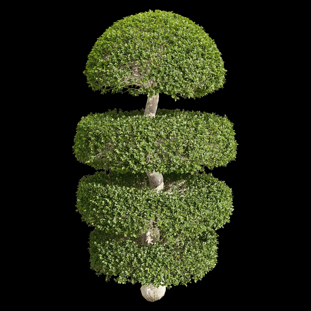 decoration – Ligustrum quihoui 2 3ds Max