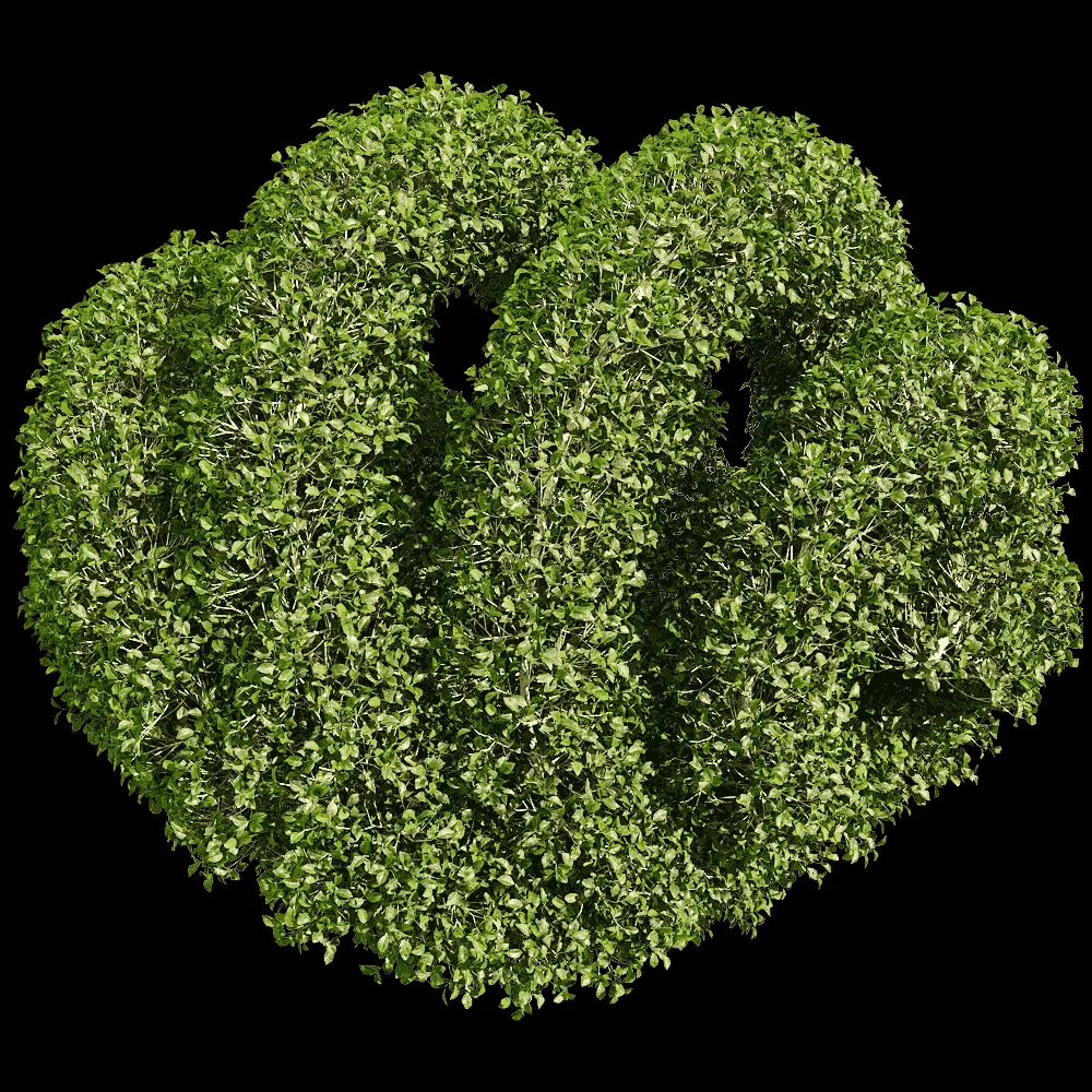 decoration – Ligustrum quihoui 8 3ds Max