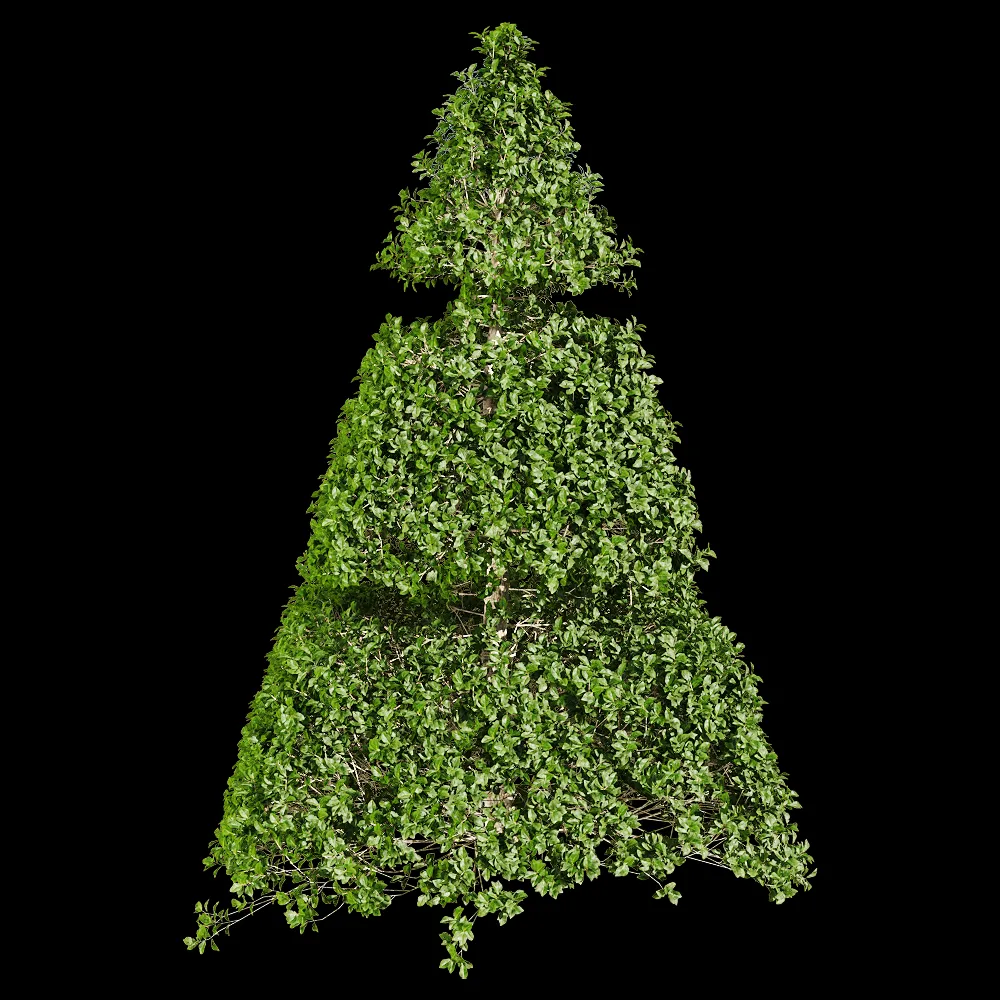 decoration – Ligustrum quihoui 9 3ds Max