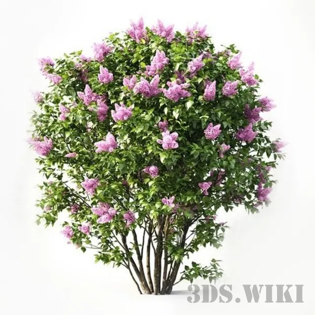 decoration – Lilac flowering 3ds Max