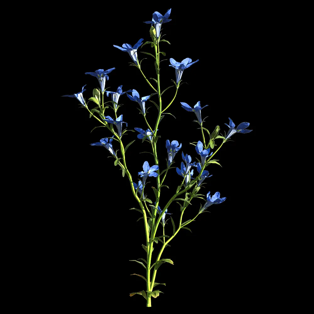 decoration – Lobelia erinus 1 3ds Max