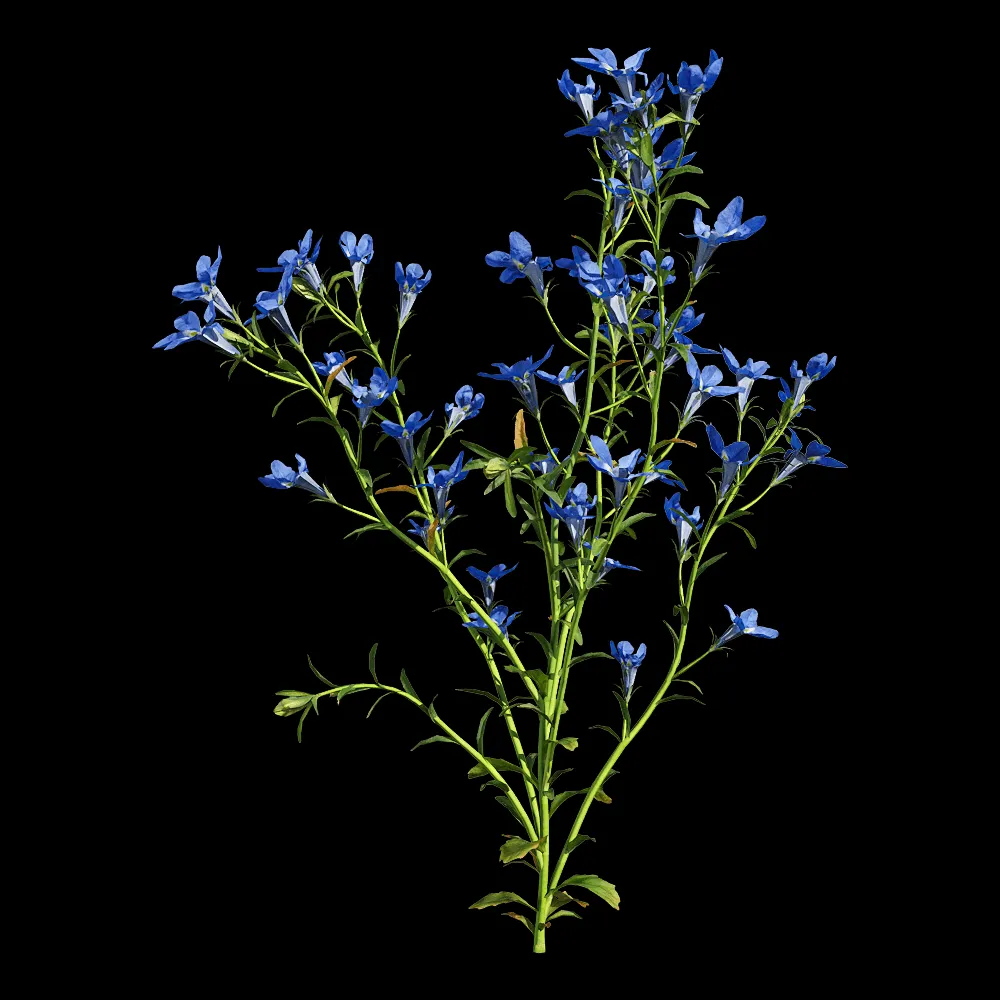decoration – Lobelia erinus 2 3ds Max