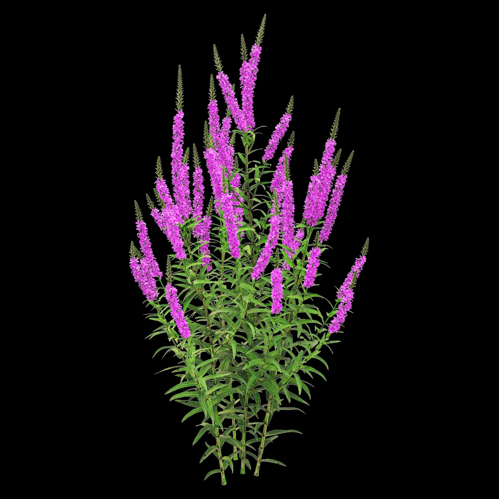decoration – Lythrum salicaria 1 3ds Max